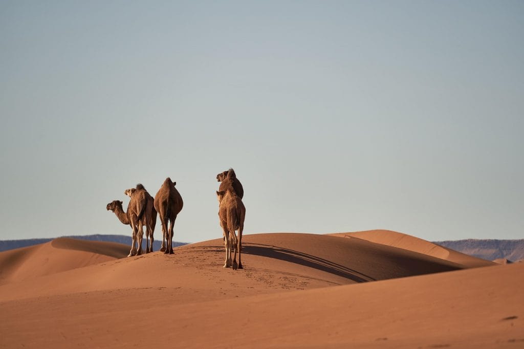 8-day tour from Fes to Marrakech