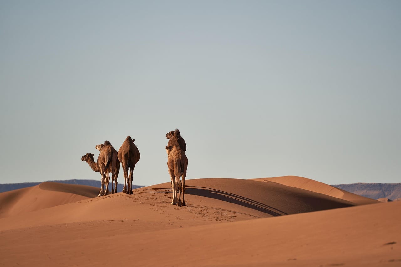 8-day tour from Fes to Marrakech