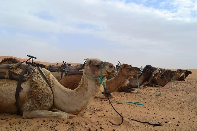 morocco, desert, camel, sahara, nature, merzouga, africa
