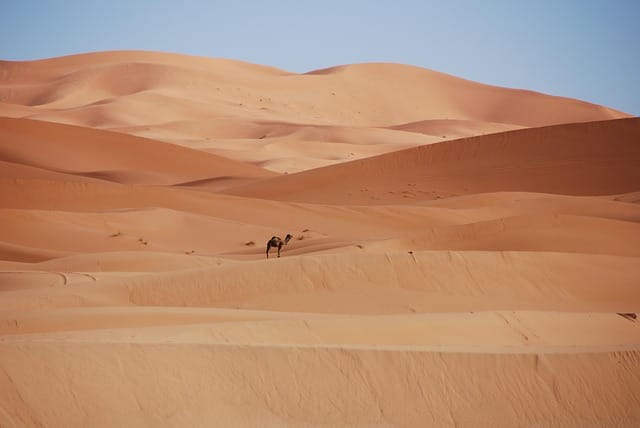 desert, sand, nature, dunes, morocco, golden sand, camel