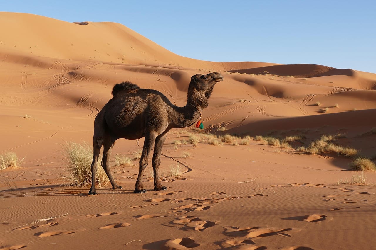 merzouga, morocco, africa, nature, desert, sand dunes, berber, to travel, sand, camel, sahara