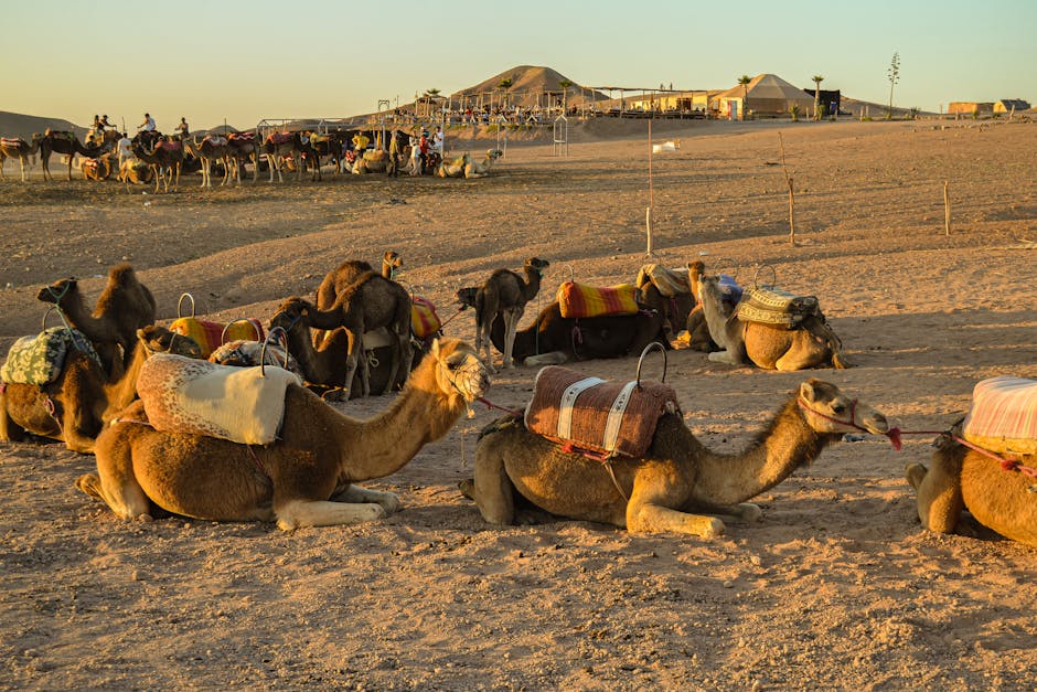 Day Trip to The Agafay Desert, A group of camels resting in the Agafay Desert with riders nearby under a warm sunset.