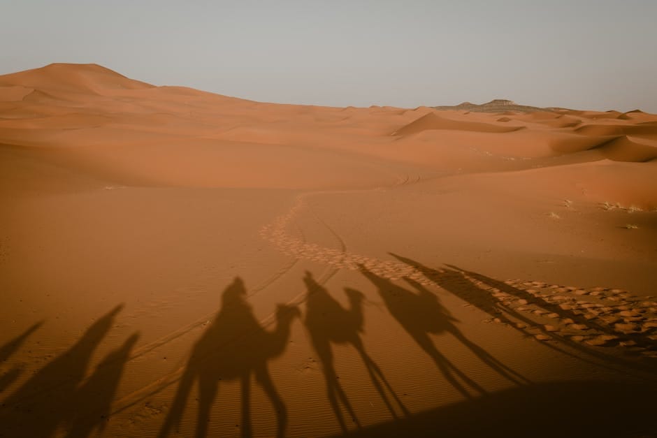 Silhouette of camels in Merzouga, Morocco's Sahara desert, casting long shadows on sand dunes at dusk.